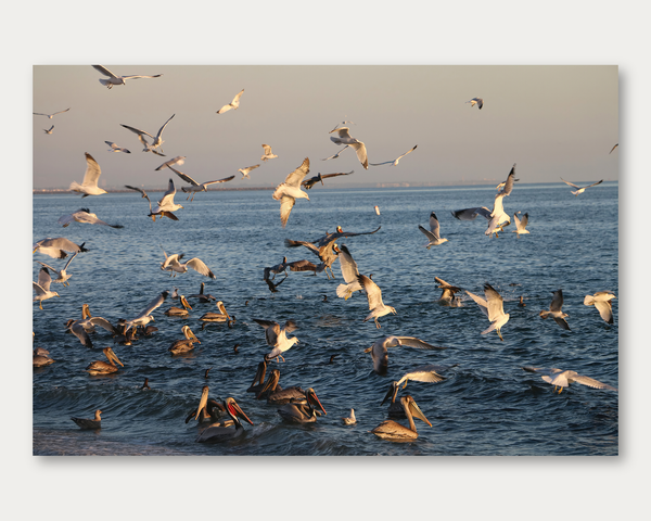 Alfred's Feathered Friends