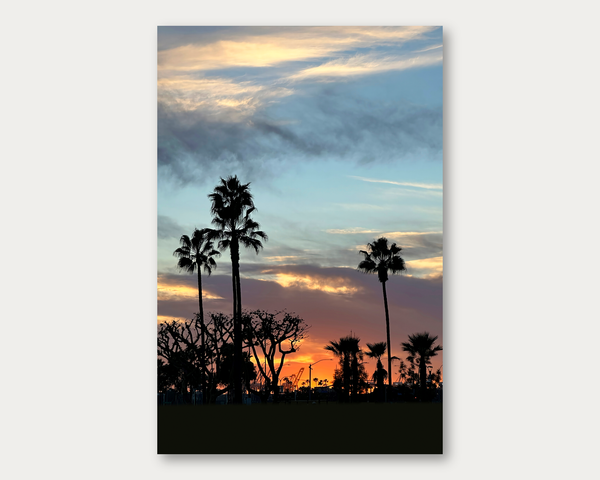Sunset Palms