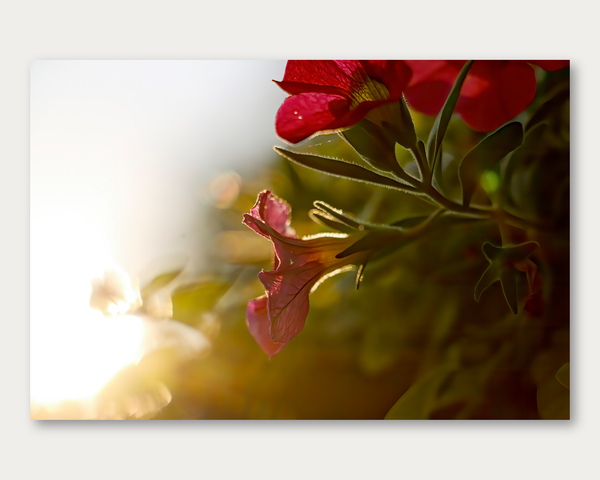 Early Morning Blooms 
