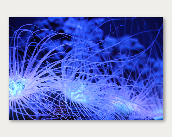 Glowing Tentacles 