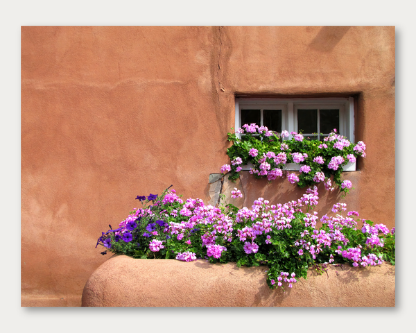 Santa Fe Geraniums