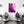 Purple Pontiac Left